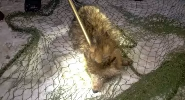 Myślała, że ratuje psa. Na komendę w Lidzbarku Warmińskim przywiozła… jenota